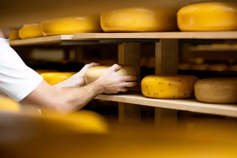 Forme di formaggio in stagionatura